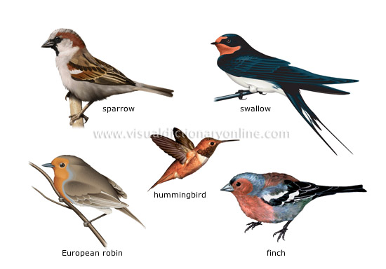 examples of birds [1] - Visual Dictionary Online